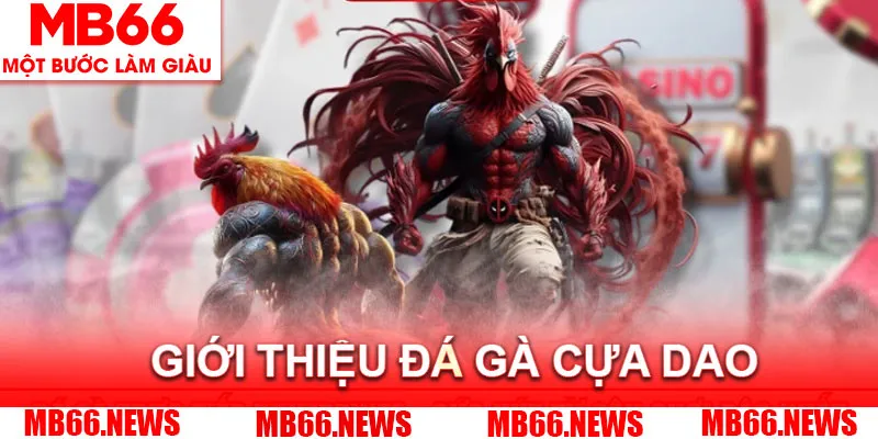 Tìm hiểu đôi nét thông tin về hình thức đá gà cựa dao